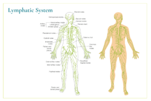 A visual representation of the human lymphatic system's anatomy, illustrating its key components and pathways